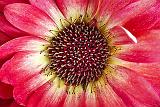 Gerbera Closeup_P1120709.12